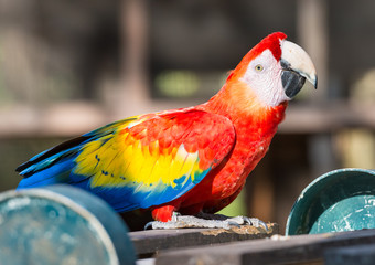 Playful scarlet macaw parrot feeding in Honduras park