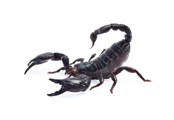 Scorpion isolated on white background