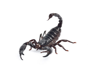 Scorpion isolated on white background