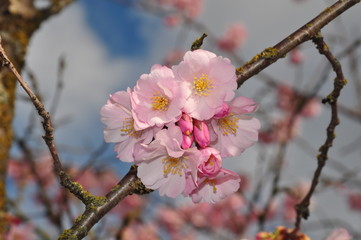Pink spring cherry blossoms