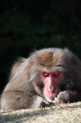 Japanese macaque, Arashiyama, Kyoto, Japan