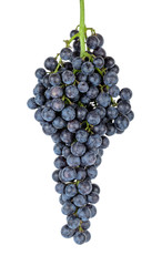 Fresh grape isolate on the white background