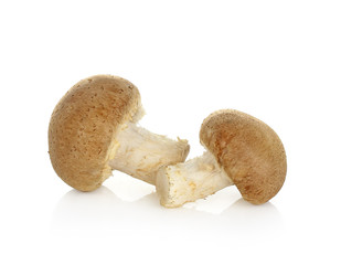 Shiitake mushroom on the White background