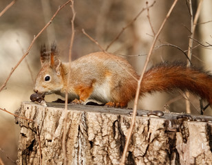 Red Squirrel eating