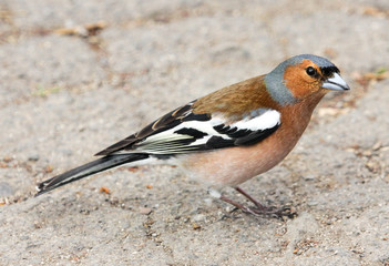 Common Chaffinch (Fringilla coelebs)