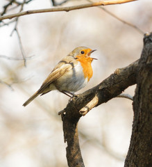 European Robin (Erithacus rubecula)