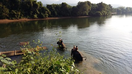 Obraz na płótnie Canvas Elephants swim in the river with tourists