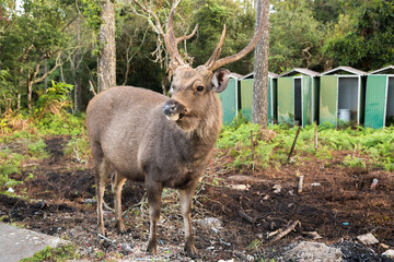 Fototapeta premium Dirty deer buck near the edge of forest at Phukradung National P