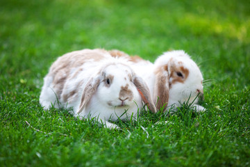 Two flap-eared pet rabbits on green grass