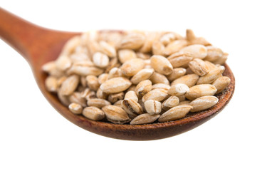 Pearl barley grains isolated