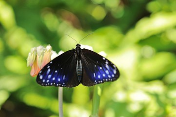 ツマムラサキマダラ.