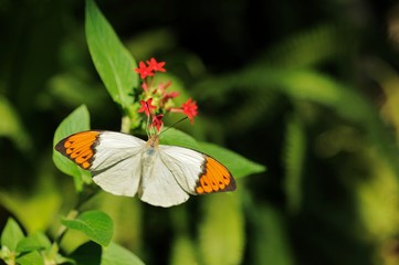 ツマベニチョウ.