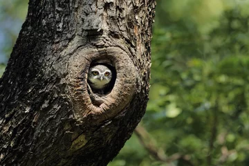 Photo sur Plexiglas Hibou Hibou se cachant dans un arbre