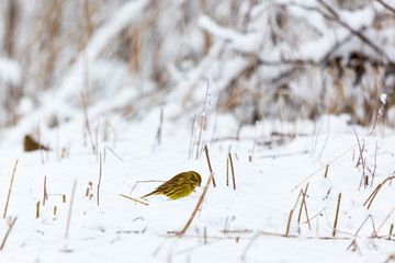 Yellowhammer who sits in the snow on the ground