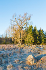 Trees in a field in spring with frost on the ground