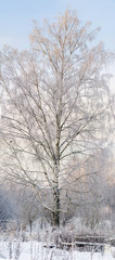 winter birch forest