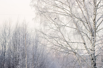 winter birch forest