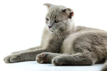 Cat on a white background