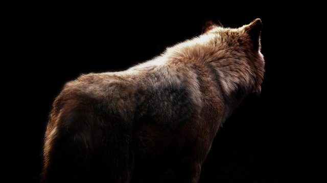 Wolf In Dramatic Lighting On Black Background