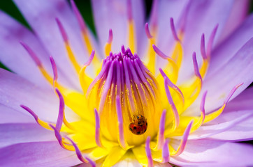 The water lily blooming in nature with a ladybug