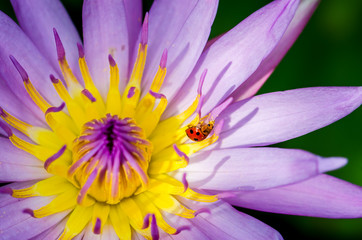 The water lily blooming in nature with a ladybug