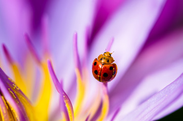 The water lily blooming in nature with a ladybug