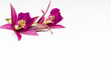 Magenta orchid on white background