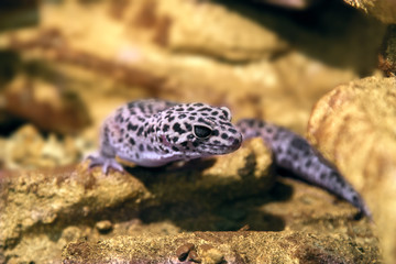 exotic reptile eublepharis animal spotted on the rocks
