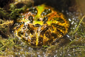 Image exotic amphibians Brazilian horned toad