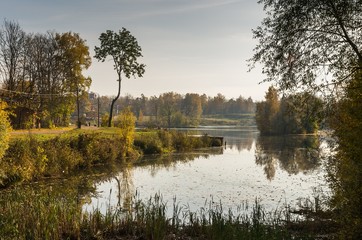 Autumn  landscape with golden trees and falling leaves in St.Petersburg region.