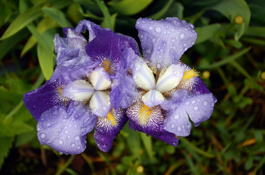 Open Blue Iris flowers after rain