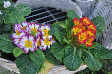 Primrose flower