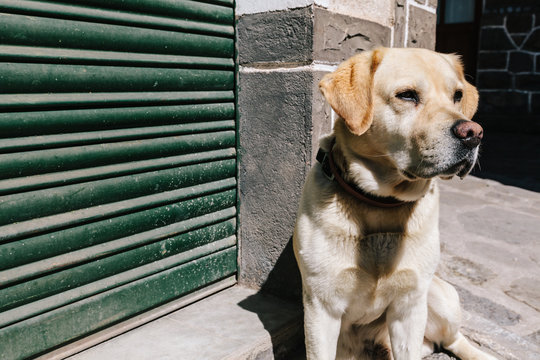 Dog in the Street Enjoying the Sun Rays