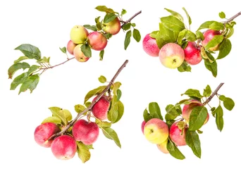 Fotobehang Set ripe apples on a branch isolated on white background © toomler