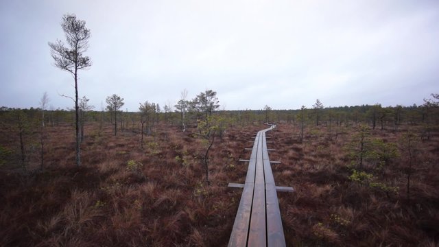 Kemeri swamp landscape in Latvia