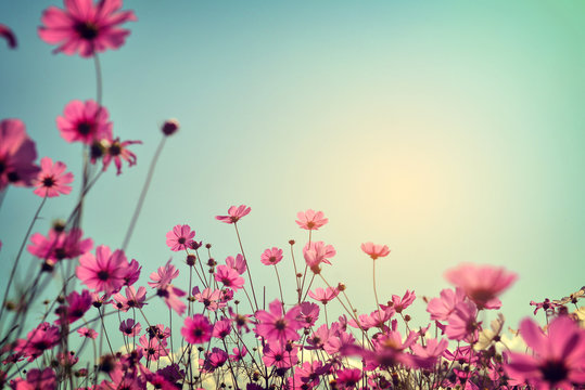 Landscape of cosmos flower field with sunlight blue sky. vintage color tone