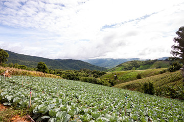 cabbage field in Thailand