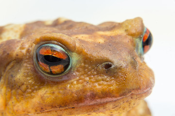 common toad (Bufo bufo) closeup of the head and eyes