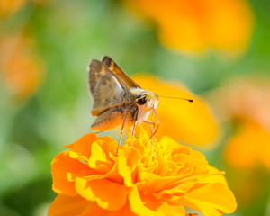 Moth on a Tiny Yellow Flower