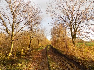 Road in nature in fall