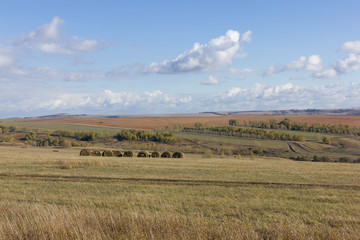 Obraz premium Golden autumnal field of wheat and sky with clouds in background. straw bales on farmland