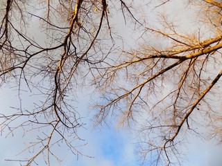 Trees without leaves in fall