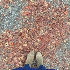 red leaves on the ground
