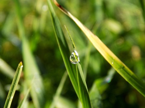 Rain drop on grass blade