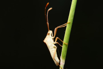 insect on background