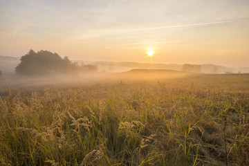 Fototapeta na wymiar mgisty i słoneczny poranek na łące