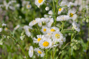Tiny Daisies 
