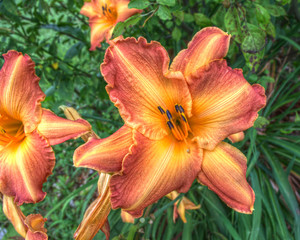 Fototapeta premium Tigerlily