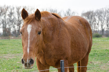Fototapeta premium Horse