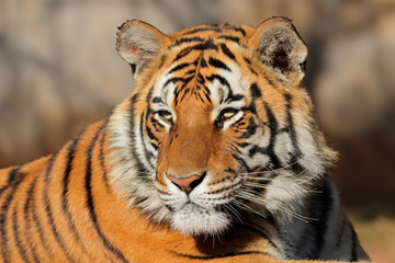 Portrait of a Bengal tiger (Panthera tigris bengalensis).